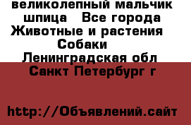 великолепный мальчик шпица - Все города Животные и растения » Собаки   . Ленинградская обл.,Санкт-Петербург г.